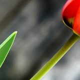 Tulipán (Tulipa) VIII