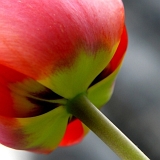 Tulipán (Tulipa) VII