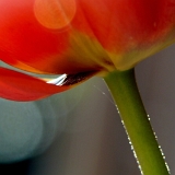 Tulipán (Tulipa) VI