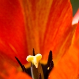 Tulipán (Tulipa) V