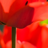 Tulipán (Tulipa) IV