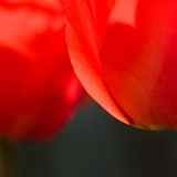 Tulipán (Tulipa) III