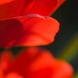 Tulipán (Tulipa) II