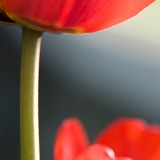 Tulipán (Tulipa) I