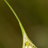Česnek (Allium)