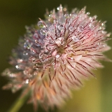 Jetel rolní (Trifolium arvense)