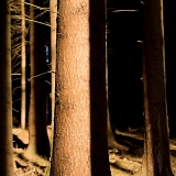 Lesní hra světel a stínů