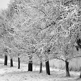 Via arborum