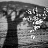 Kvetoucí stín stromu