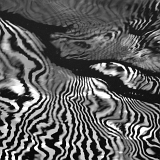 Vodní zebra