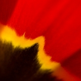 Tulipania