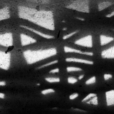 Zebra (15. 6. 2019)