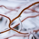 Ornamenty (9. 2. 2021)