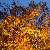 Plameny II (31. 10. 2021)