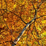 Plameny I (31. 10. 2021)