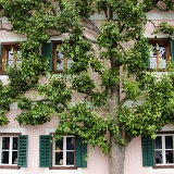 Hallstatt - 2D hrušeň