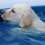 Moje první plavání a už jsem chytil kosatku. Jsem přece labrador.