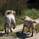Já jsem labrador pracovní, Lusinka výstavní, ale o práci se i tak podělíme.