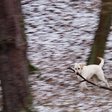 Pracovní typ labradora se ve mně nezapře.