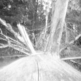 Strom