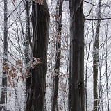 Bratři