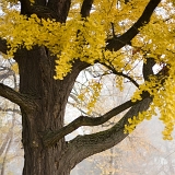 Jinan dvoulaločný (Ginkgo biloba) v zámeckém parku