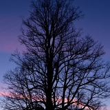 Strom II (31. 1. 2021)