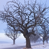 Sněhová bouře (11. 2. 2021)