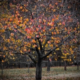 Barvy podzimu ve starém sadu (5. 11. 2021)