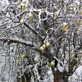 Stromy I (27. 11. 2021)
