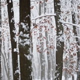 Zimní les V (27. 11. 2021)