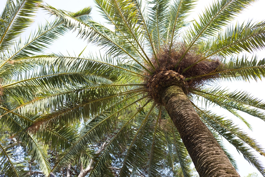 Palma a papou�ci