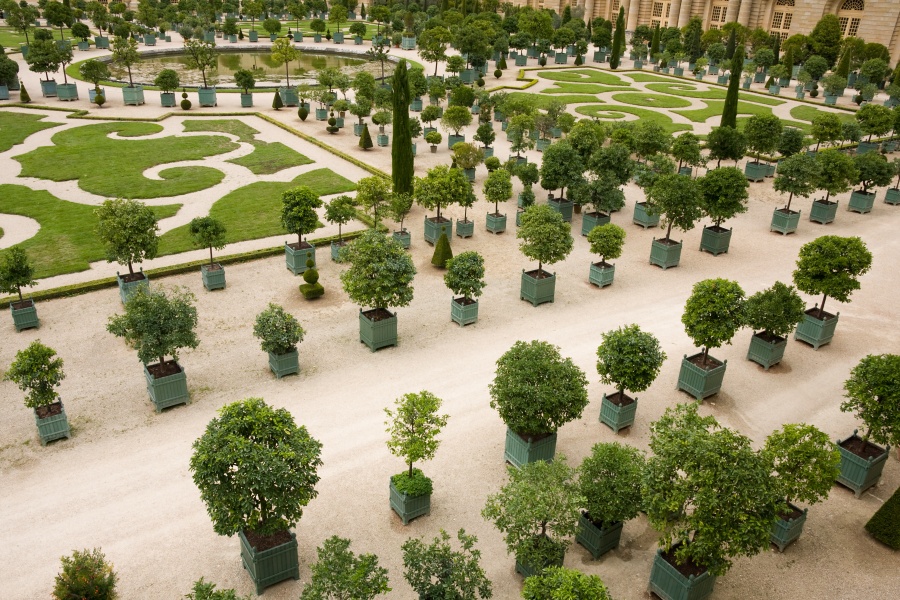 Versailles - oran�erie