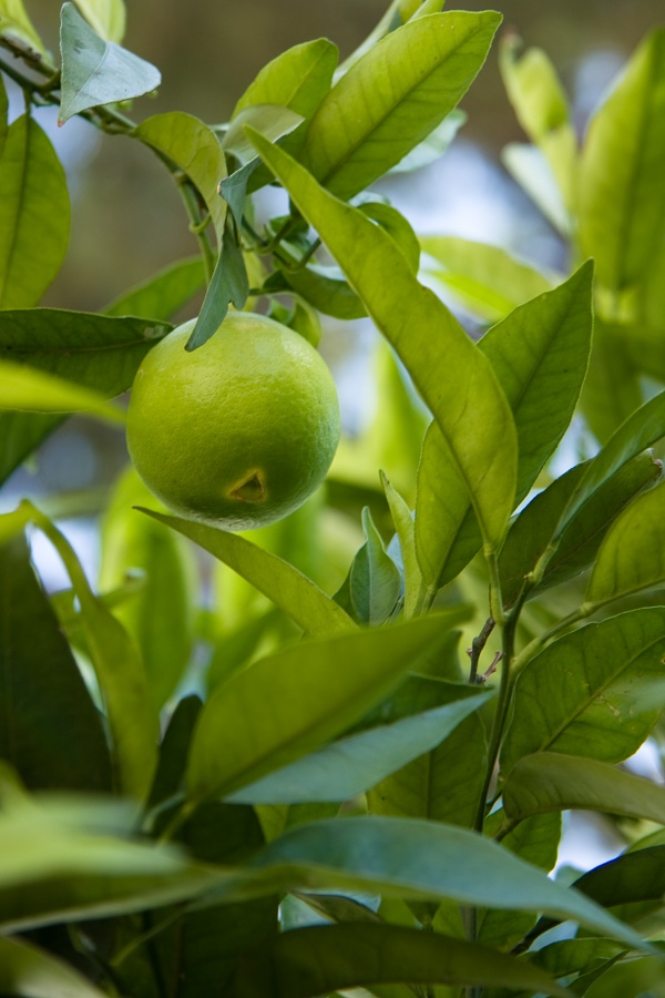 Citrus