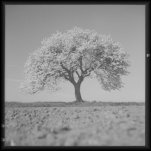 flexaret