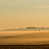 Zlatá