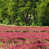 Polní III (27. 5. 2020)