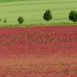 Polní I (27. 5. 2020)