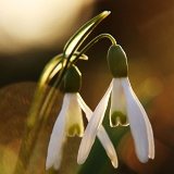 Sněženka podsněžník (Galanthus nivalis) II
