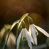 Sněženka podsněžník (Galanthus nivalis) I