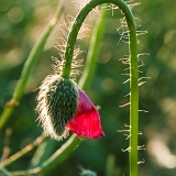 Mák vlčí (Papaver rhoeas)
