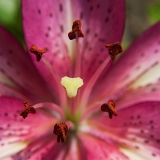Lilie (Lilium) VI