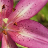 Lilie (Lilium) V