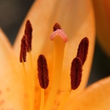 Lilie (Lilium) IV