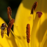 Lilie (Lilium) III