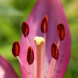 Lilie (Lilium) II