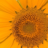 Slunečnice roční (Helianthus annuus) II