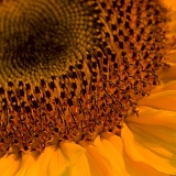 Slunečnice roční (Helianthus annuus) I
