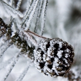 Zimní detail