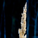 Artificiosa